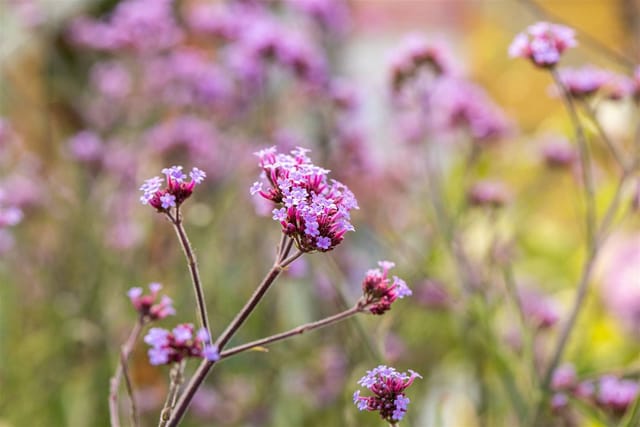Verbena Bonariensis Lollipop Patagonisches Eisenkraut Ca. 9x9 cm Topf