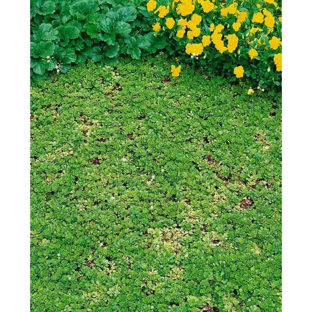 Saxifraga Cuneifolia Keilblättriger Steinbrech Ca. 9x9 cm Topf