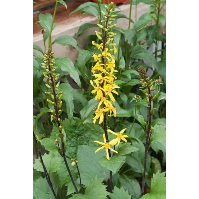 Ligularia Stenocephala Schmalblättriger Kreuzkraut Ca. 11x11 cm Topf