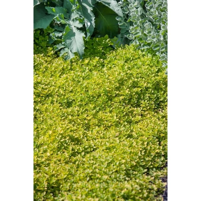 Origanum Vulgare Thumbles Echter Dost Ca. 9x9 cm Topf