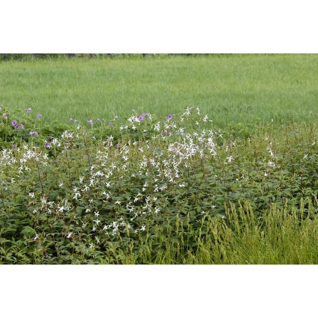 Gillenia Trifoliata Dreiblattspiere Ca. 9x9 cm Topf