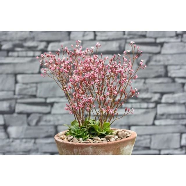 Saxifraga X Urbium Clarence Elliott Teppich Steinbrech Gen. Ca. 9x9 cm Topf
