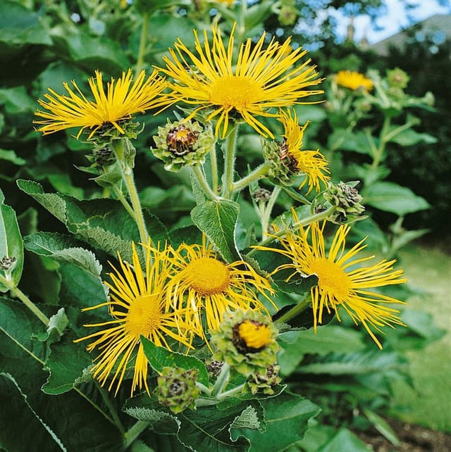 Inula Magnifica Prachtalant Ca. 11x11 cm Topf