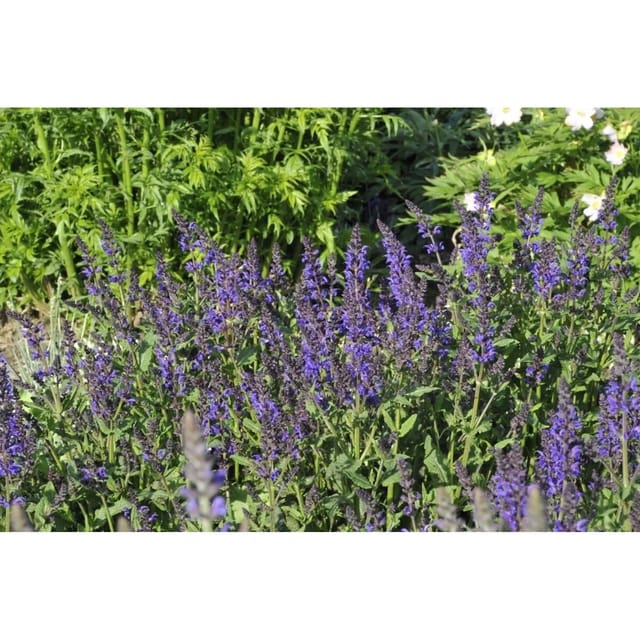 Salvia Nemorosa Viola Klose Steppen-Salbei Ca. 9x9 cm Topf