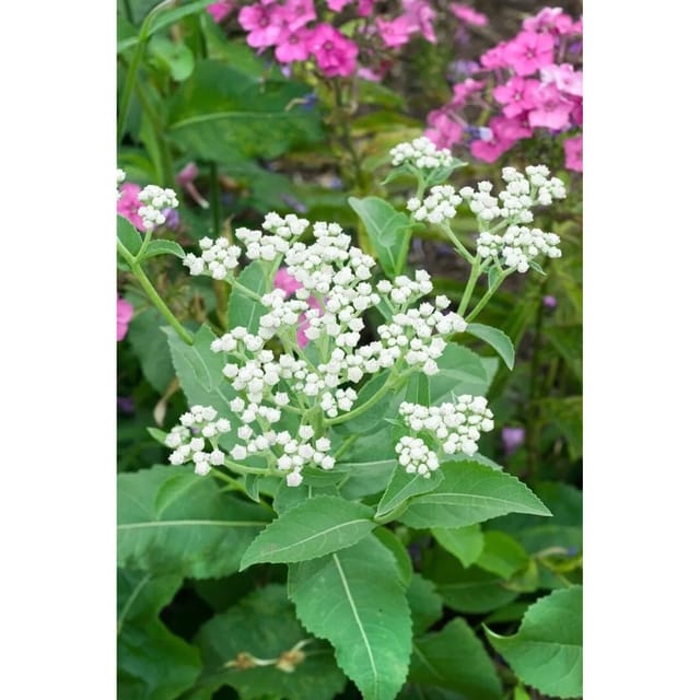 Parthenium Integrifolium Ca. 9x9 cm Topf