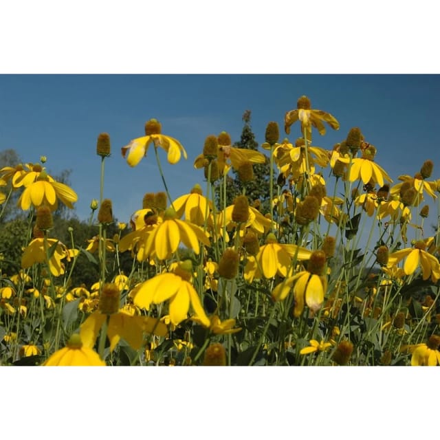 Rudbeckia Nitida Herbstsonne Scheinsonnenhut Ca. 11x11 cm Topf