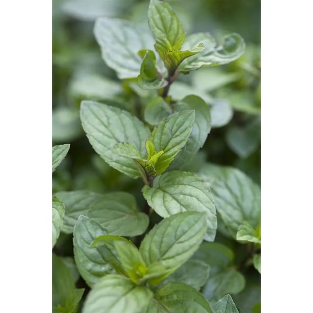 Mentha X Piperita Chocolate Schokoladenminze Ca. 9x9 cm Topf