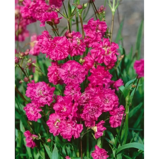 Lychnis Viscaria Plena Pechnelke Ca. 9x9 cm Topf