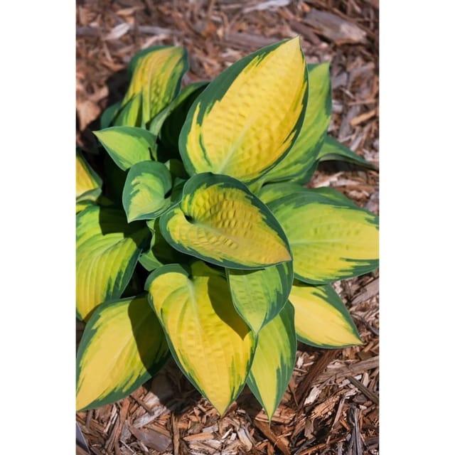 Hosta X Fortunei Orange Marmalade Funkie Ca. 11x11 cm Topf