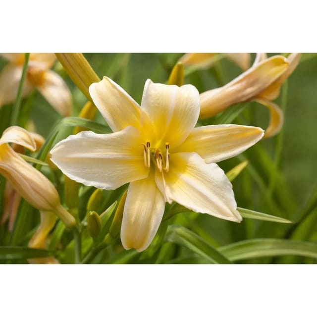 Hemerocallis X Cult. Frances Fay Taglilie Ca. 11x11 cm Topf