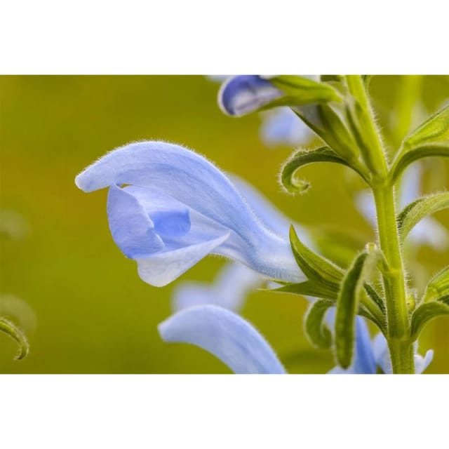 Salvia Pratensis Wiesen Salbei Ca. 9x9 cm Topf