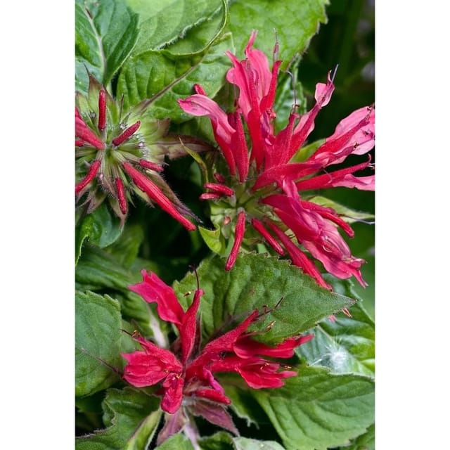 Monarda Didyma Pink Supreme R Indianernessel Ca. 11x11 cm Topf