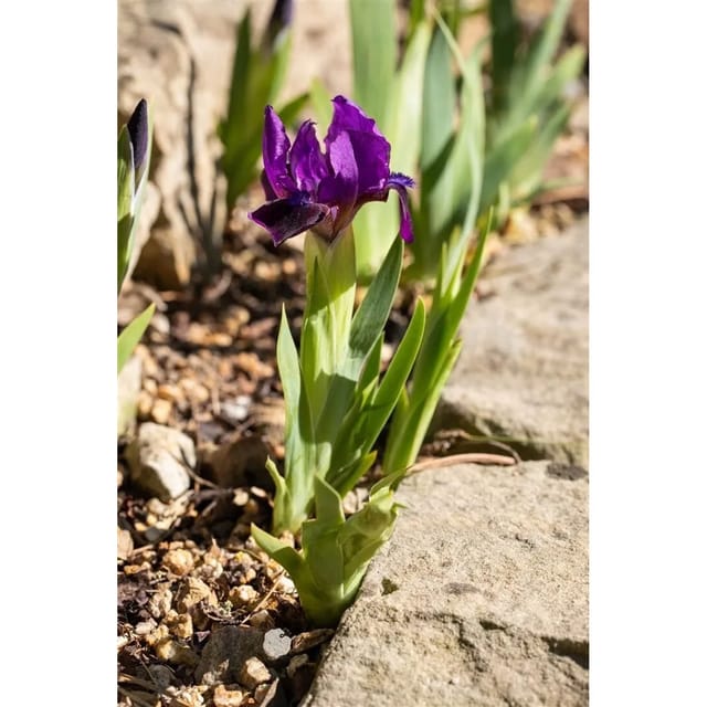 Iris X Barb.-nana Cherry Garden Zwergiris Ca. 9x9 cm Topf