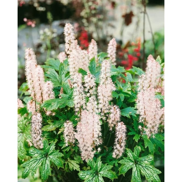 Tiarella Laciniata Pink Skyrocket R Ca. 11x11 cm Topf