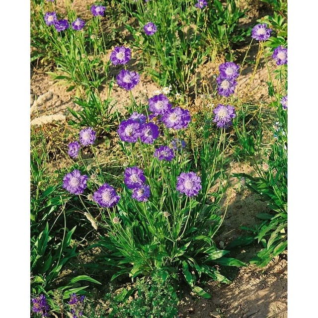Scabiosa Caucasica Stäfa Kaukasische Skabiose Ca. 9x9 cm Topf