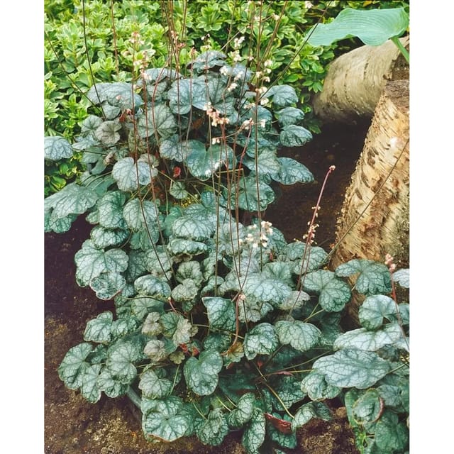 Heuchera X Brizoides Pewter Moon Purpurglöckchen Ca. 11x11 cm Topf