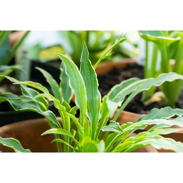 Hosta Pulchella Stiletto Funkie Ca. 9x9 cm Topf