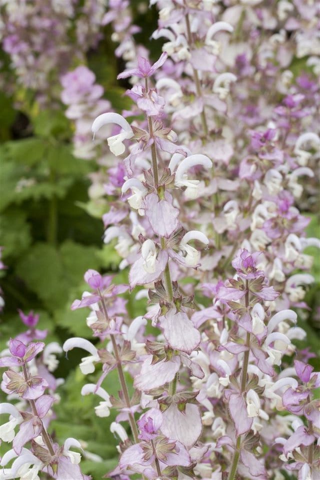 Salvia Sclarea Muskatellersalbei Ca. 11x11 cm Topf