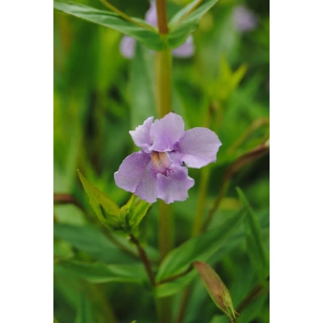 Mimulus Ringens Sumpf-Springkraut Ca. 9x9 cm Topf