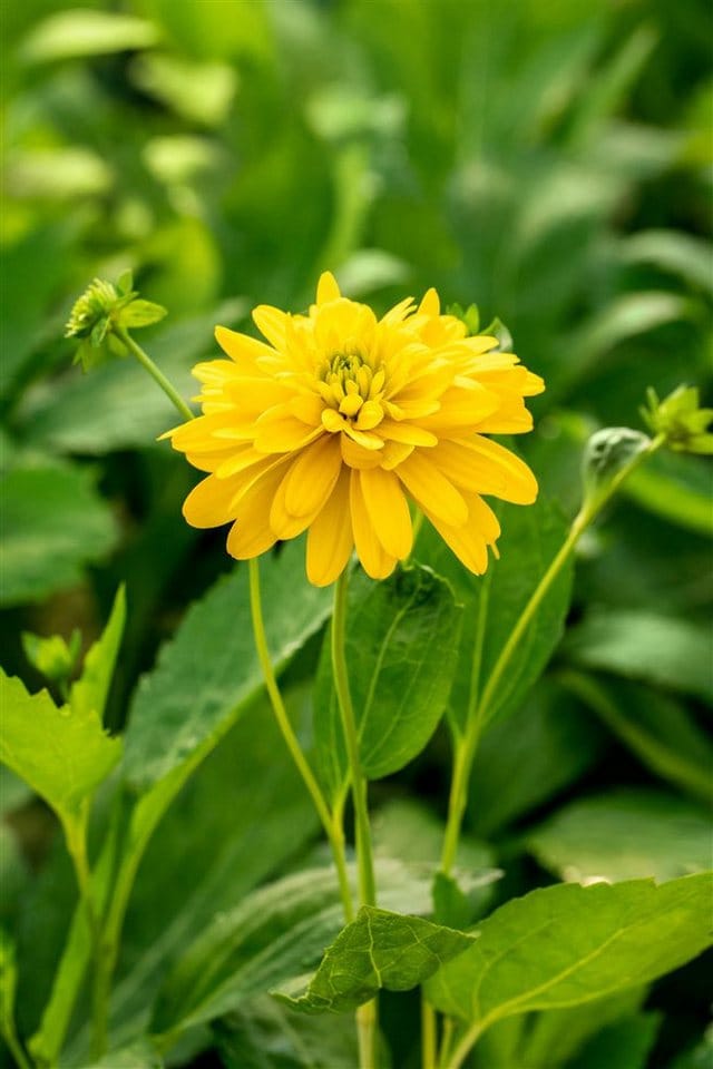 Rudbeckia Laciniata Goldquelle Goldruten Sonnenhut Ca. 9x9 cm Topf