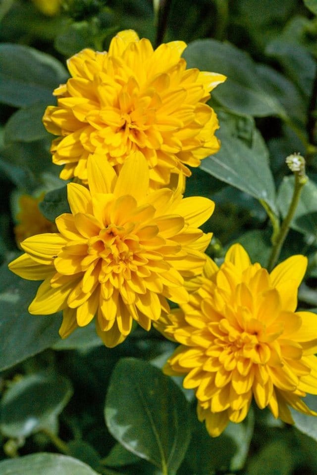 Helianthus Decapetalus Soleil D'or Garten Sonnenblume Ca. 11x11 cm Topf
