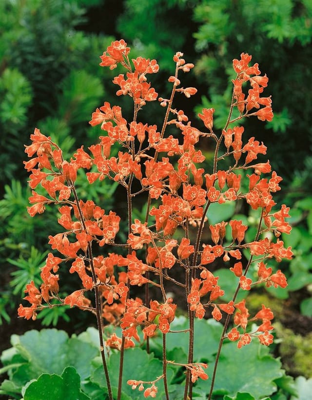 Heuchera Sanguinea Leuchtkäfer Purpurglöckchen Ca. 9x9 cm Topf