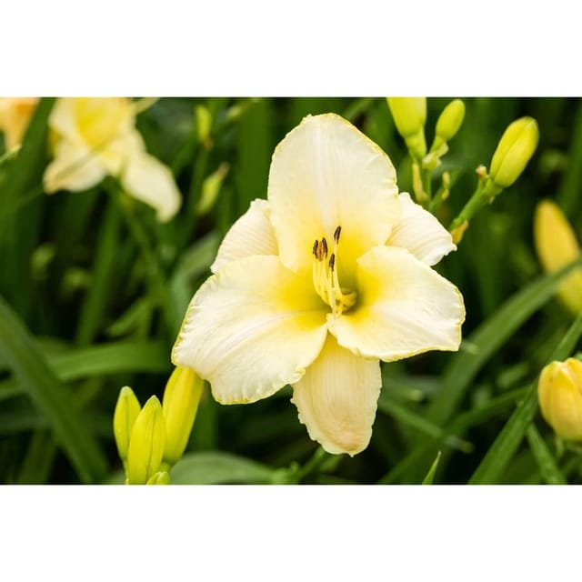 Hemerocallis X Cult Arctic Snow Taglilie Ca. 11x11 cm Topf