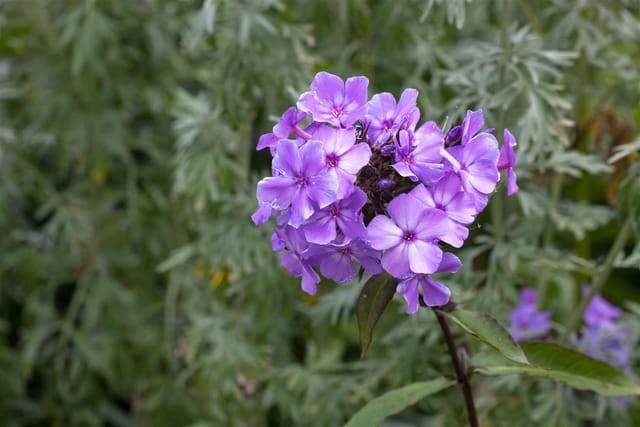 Phlox Paniculata Blue Paradise Flammenblume Ca. 11x11 cm Topf