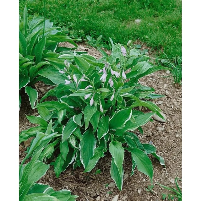 Hosta X Cult. Antioch Funkie Ca. 11x11 cm Topf
