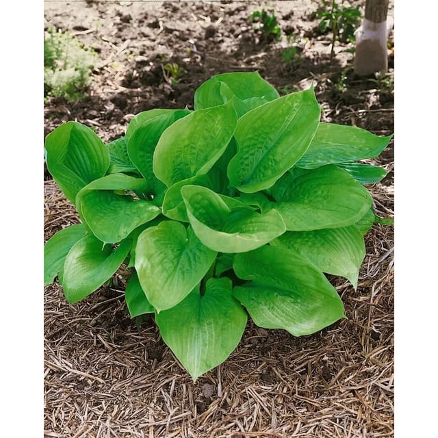 Hosta X Cult. Sum And Substance Funkie Ca. 11x11 cm Topf