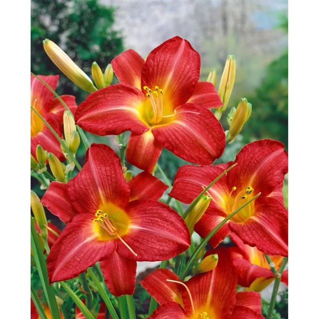 Hemerocallis X Cult King Of Hearts Taglilie Ca. 11x11 cm Topf