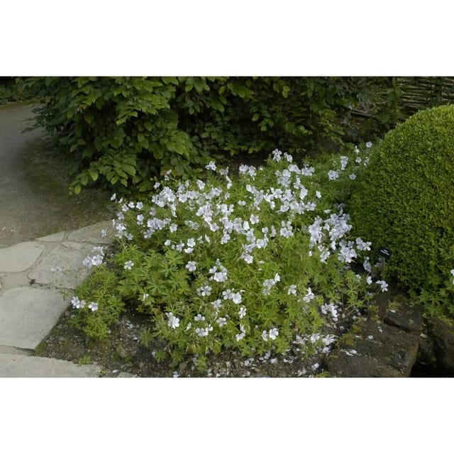 Geranium Clarkei Kashmir White Storchschnabel Ca. 9x9 cm Topf