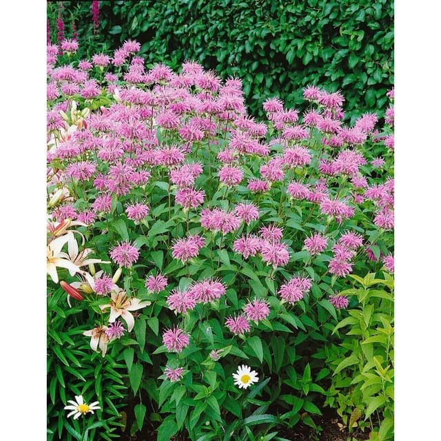 Monarda Fistulosa Var.menthifolia Wilde Bergamotte Ca. 9x9 cm Topf