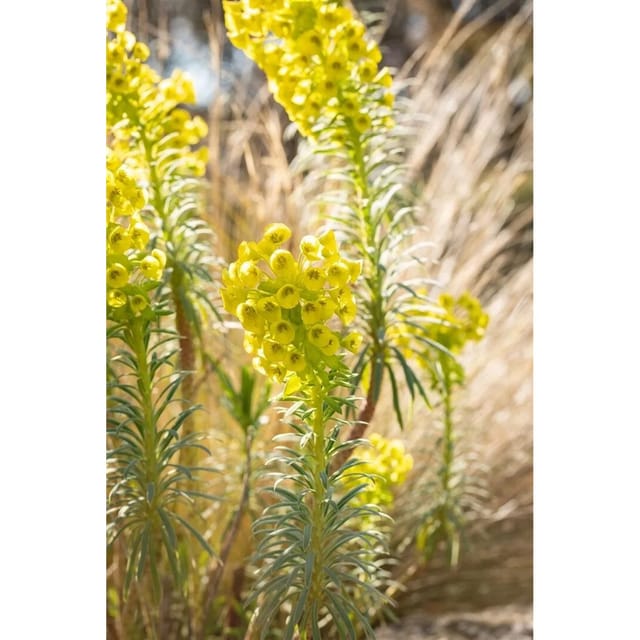 Euphorbia Characias Char. Humpty Dumpty Mittelmeer Wolfsmilch Ca. 11x11 cm Topf