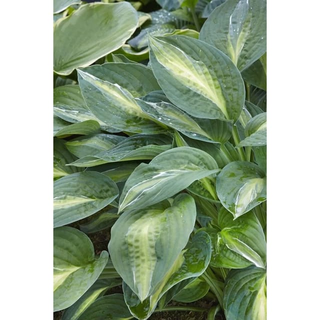 Hosta X Fortunei Striptease Funkie Ca. 11x11 cm Topf