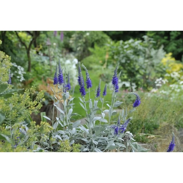 Veronica Spicata Ssp.inc. Silbersee Ähriger Ehrenpreis Gen. Ca. 9x9 cm Topf