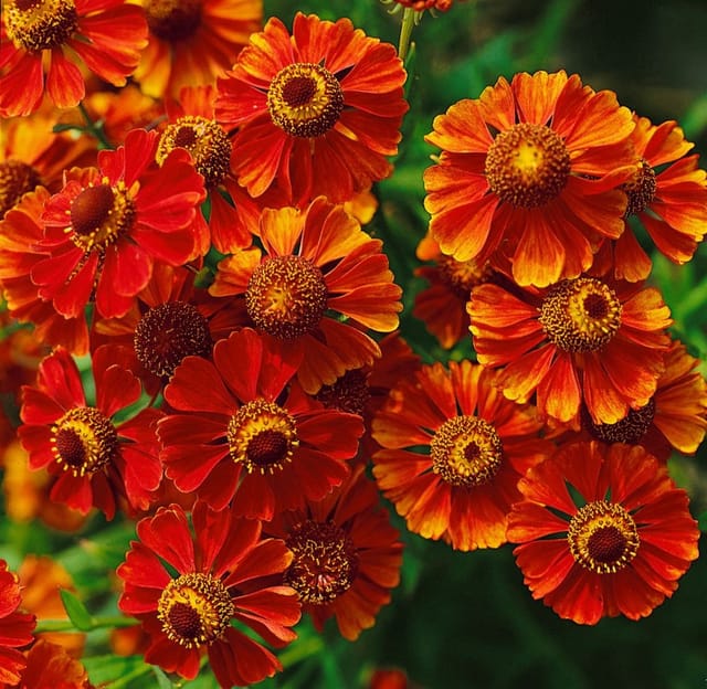 Helenium X Cult. Flammendes Käthchen Sonnenbraut Ca. 11x11 cm Topf