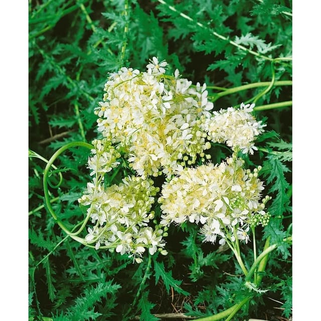 Filipendula Vulgaris Kleines Mädesüß Ca. 9x9 cm Topf