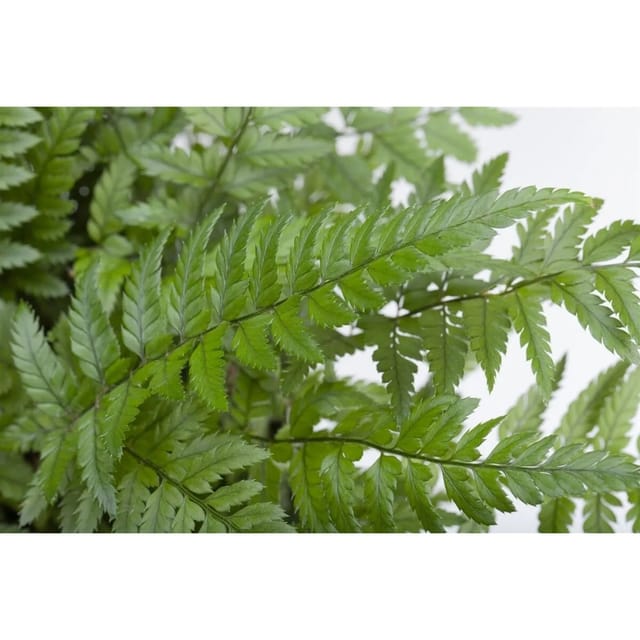 Polystichum Tsus-simense Korea Farn Ca. 9x9 cm Topf
