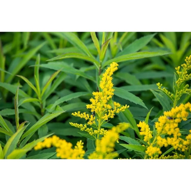 Solidago X Cult. Goldkind Goldrute Ca. 9x9 cm Topf
