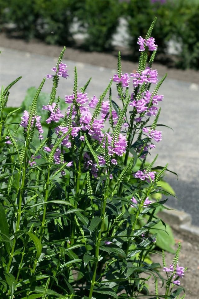 Physostegia Virginiana Rosea Virginische Gelenkblume Gen. Ca. 9x9 cm Topf