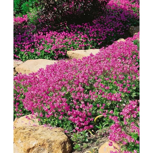 Geranium X Cantabrigiense Cambridge Cambridge Storchschnabel Ca. 9x9 cm Topf