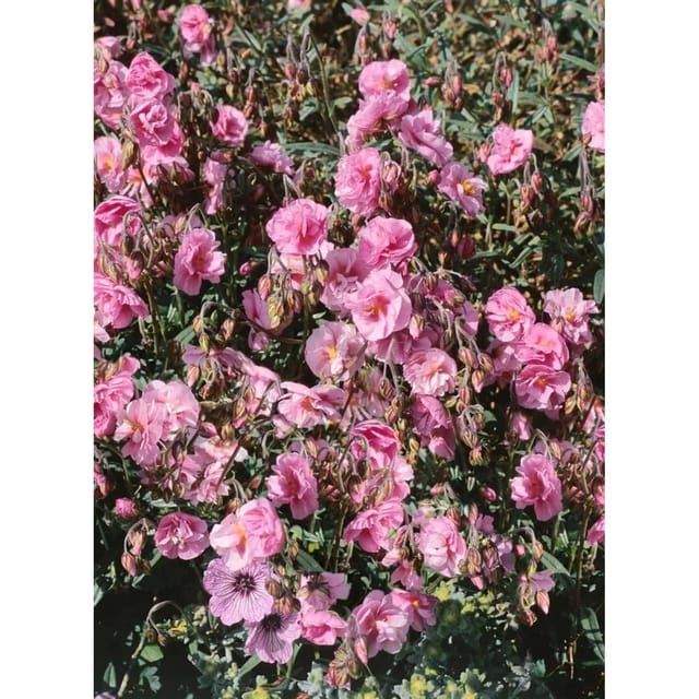 Helianthemum X Cult. Cerise Queen Sonnenröschen Ca. 9x9 cm Topf