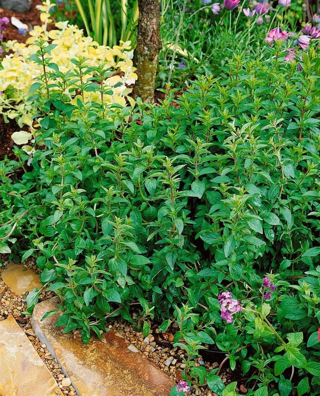 Origanum Laevigatum Hopley Dost Ca. 9x9 cm Topf