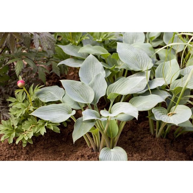 Hosta X Tardiana Halcyon Blaublatt Funkie Ca. 11x11 cm Topf