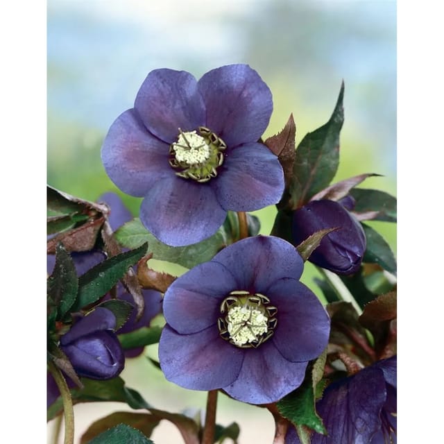 Helleborus X Or.Lady-S.Blue Lady Ca. 11x11 cm Topf