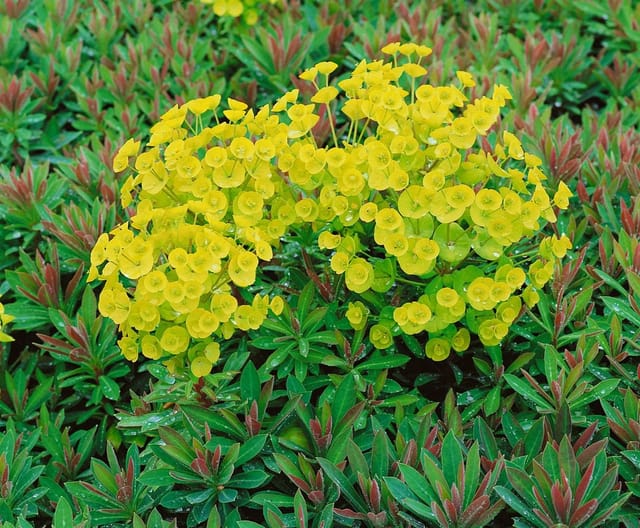 Euphorbia X Martinii Ca. 11x11 cm Topf