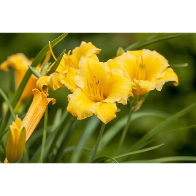 Hemerocallis X Cult Stella De Oro Taglilie Ca. 11x11 cm Topf