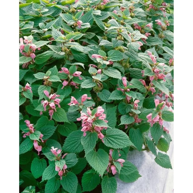 Lamium Orvala Großblütige Taubnessel Ca. 11x11 cm Topf
