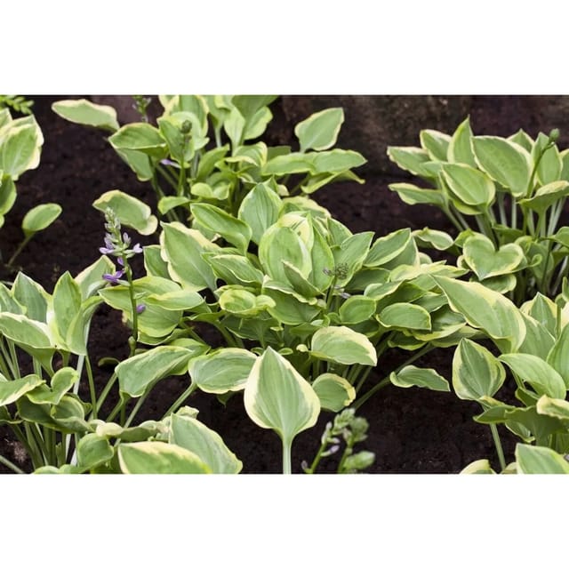 Hosta Nakaiana Golden Tiara Funkie Ca. 11x11 cm Topf